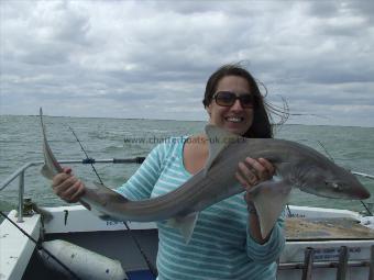 10 lb Starry Smooth-hound by Unknown