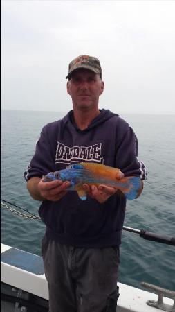 1 lb Cuckoo Wrasse by mike