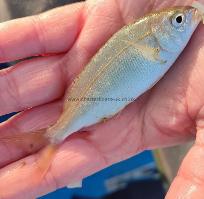 3 oz Red Sea Bream by John