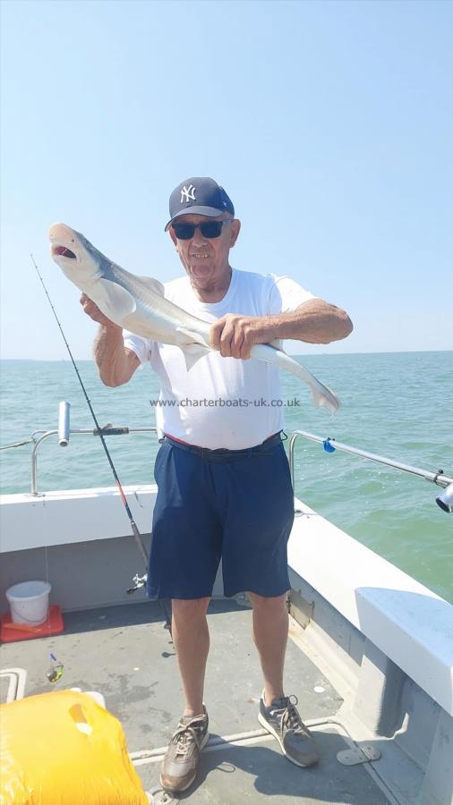 4 lb Starry Smooth-hound by Unknown