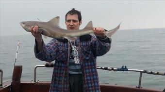 12 lb Starry Smooth-hound by Unknown