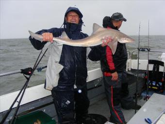 12 lb 8 oz Starry Smooth-hound by andy