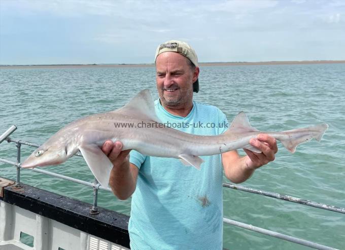 7 lb Smooth-hound by Unknown