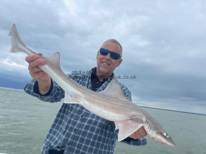 7 lb Smooth-hound (Common) by Unknown