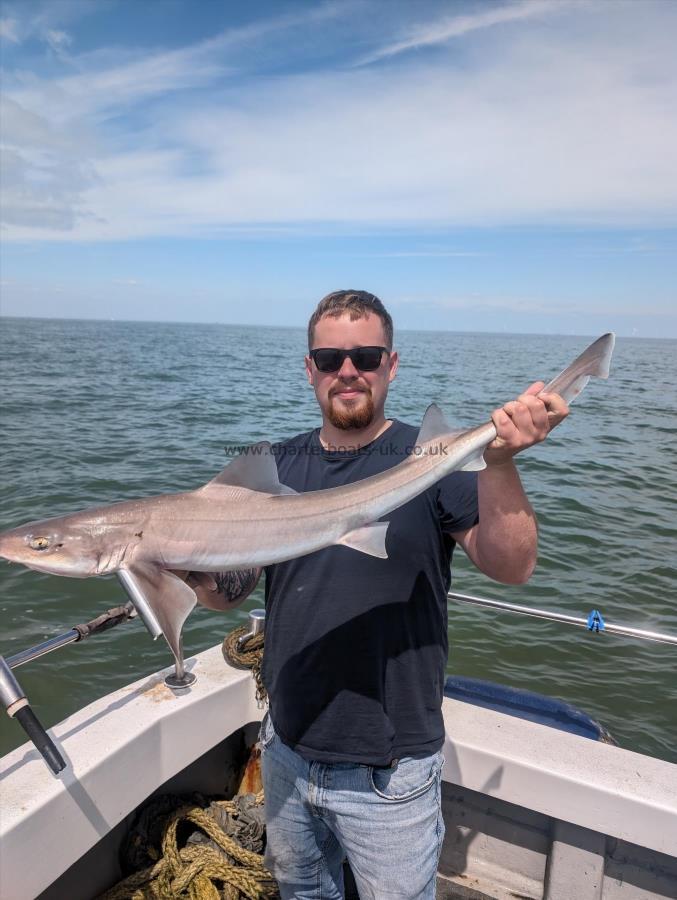 8 lb Starry Smooth-hound by John