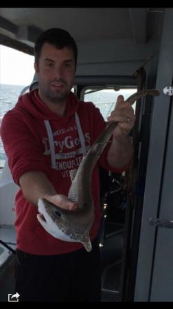 2 lb 4 oz Lesser Spotted Dogfish by Unknown