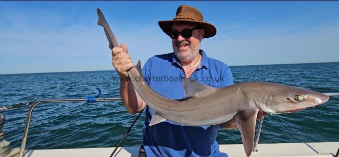 12 lb 15 oz Starry Smooth-hound by Vic