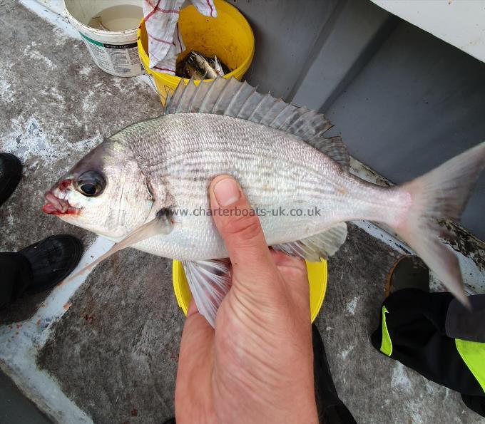 7 oz Black Sea Bream by Unknown