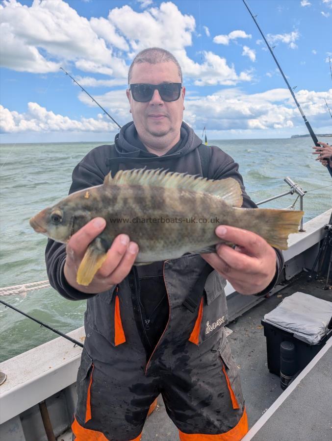 3 lb Starry Smooth-hound by Nick