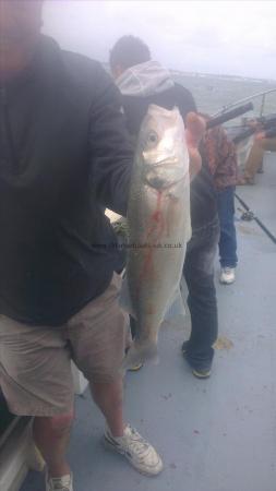 3 lb Bass by john from broadstairs