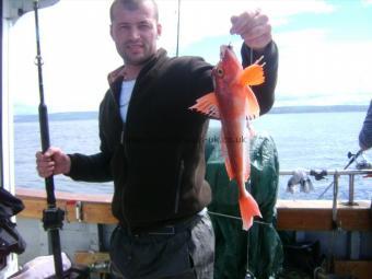 1 lb 5 oz Red Gurnard by David