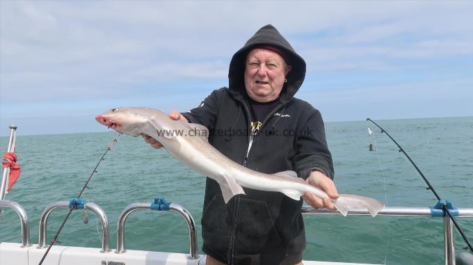 8 lb Smooth-hound (Common) by Emrys