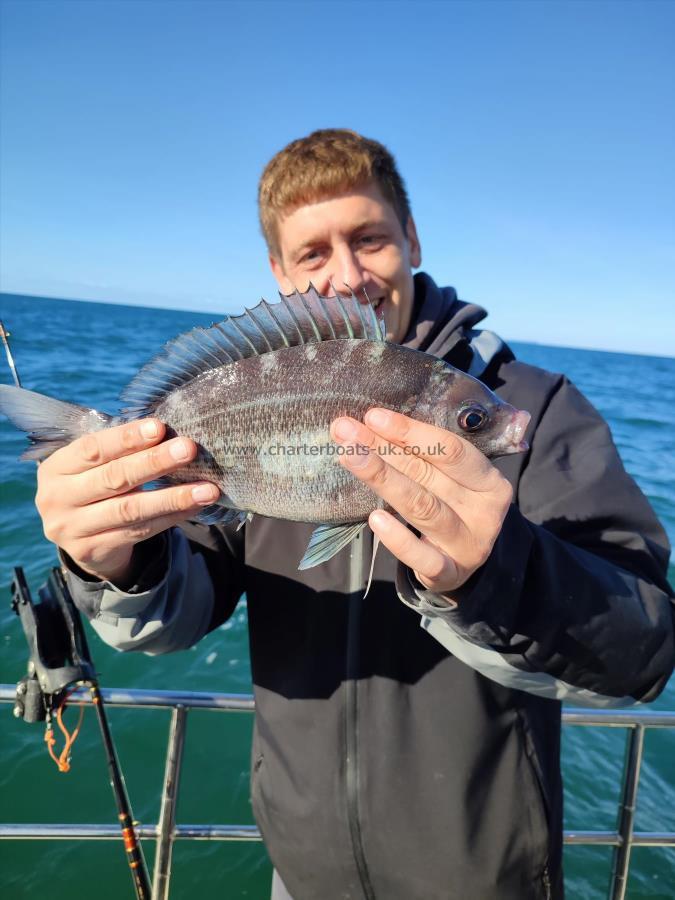 2 lb Black Sea Bream by Gintys