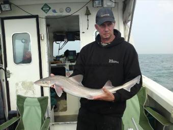 7 lb Starry Smooth-hound by Tony (Tricky)