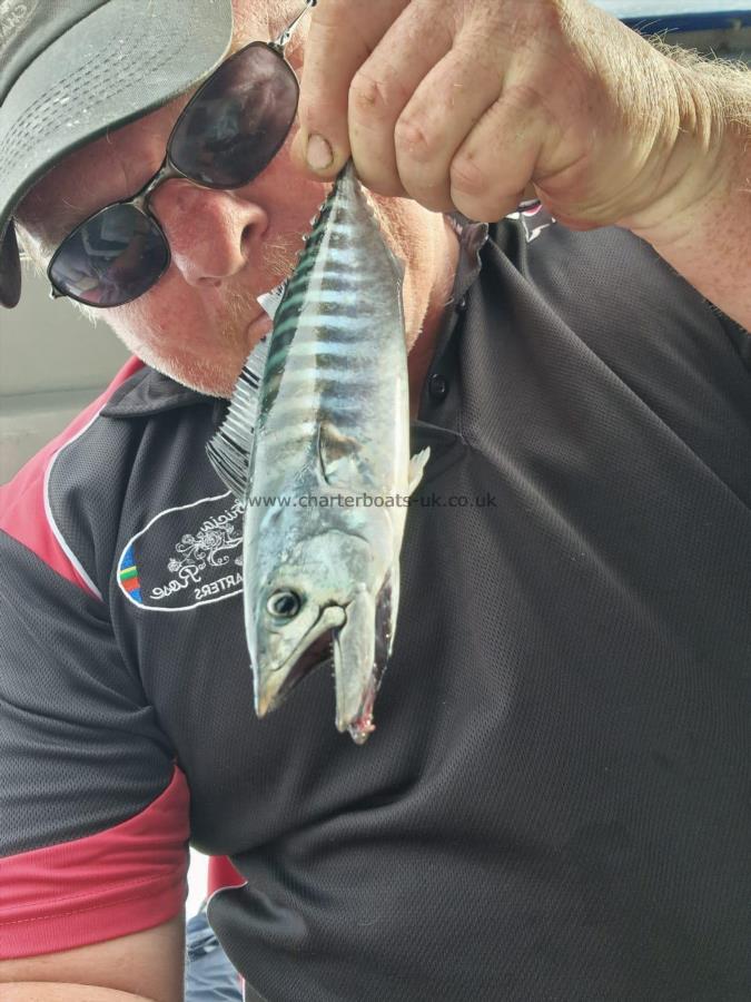 1 lb Atlantic Bonito by Skipper