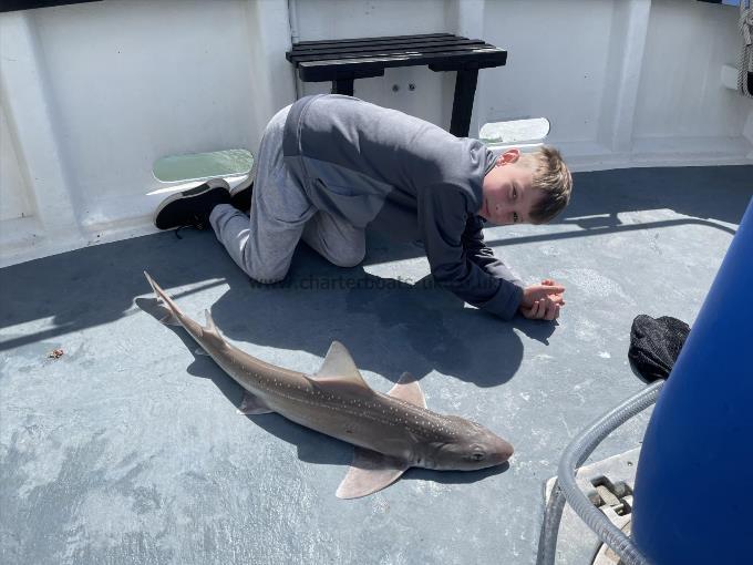 8 lb Starry Smooth-hound by Unknown