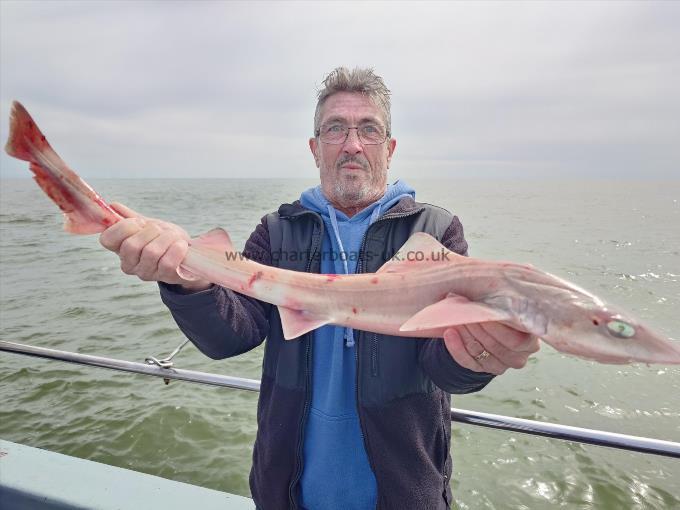 6 lb Starry Smooth-hound by Alex