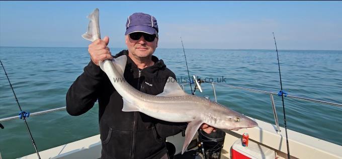 9 lb Starry Smooth-hound by Rob