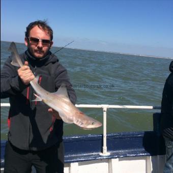 5 lb Starry Smooth-hound by Lee