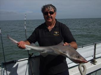 10 lb Starry Smooth-hound by Unknown