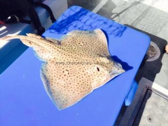 4 lb Spotted Ray by Unknown