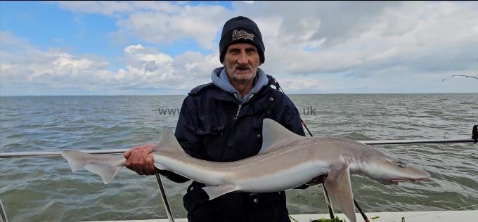 12 lb 3 oz Starry Smooth-hound by Dave