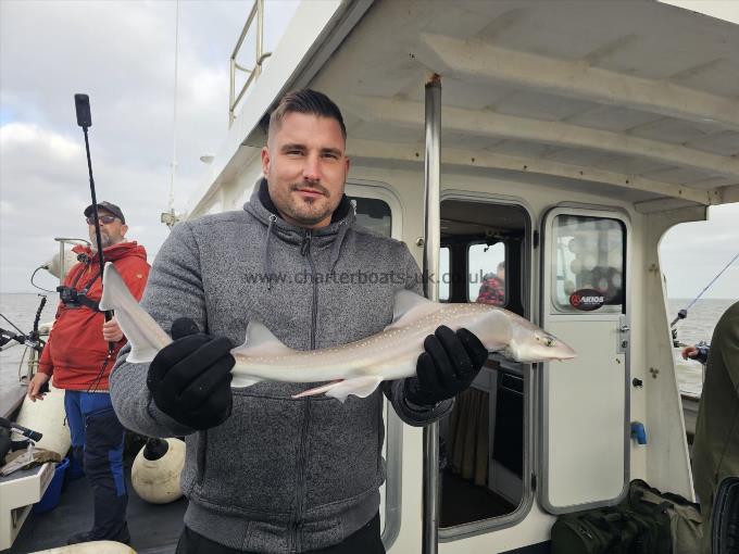 5 lb Smooth-hound (Common) by Unknown