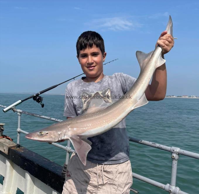 8 lb Smooth-hound (Common) by Unknown