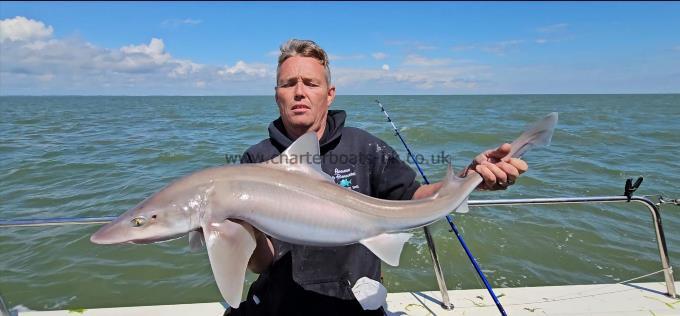 14 lb 1 oz Smooth-hound (Common) by Alan