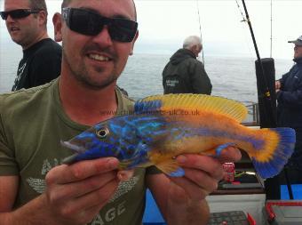 1 lb 1 oz Cuckoo Wrasse by Unknown