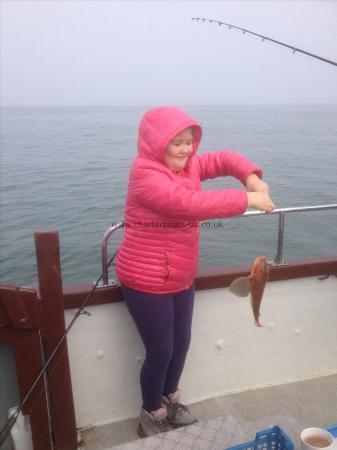 1 lb 8 oz Tub Gurnard by Summer