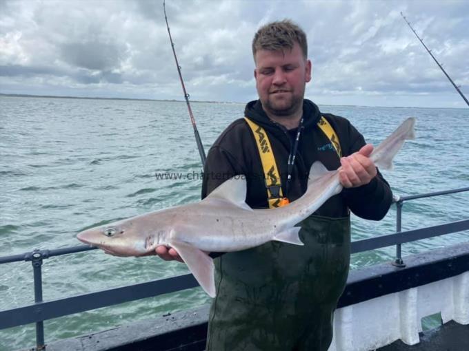 7 lb Smooth-hound (Common) by Unknown