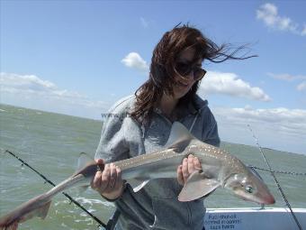 9 lb Starry Smooth-hound by Unknown