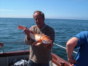 4 lb 12 oz Tub Gurnard by eamon smith