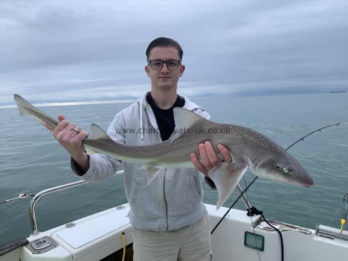 10 lb Starry Smooth-hound by Unknown