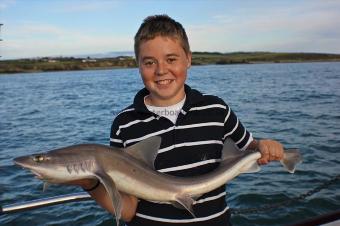 10 lb Starry Smooth-hound by Dewi