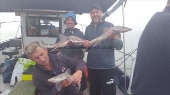 6 lb Starry Smooth-hound by The gasworkers