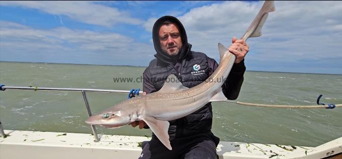 12 lb 5 oz Starry Smooth-hound by Mark