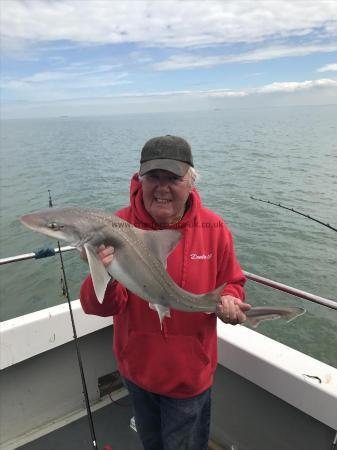 10 lb Starry Smooth-hound by Unknown