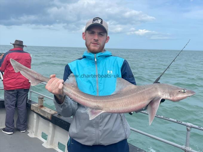 8 lb Starry Smooth-hound by Unknown