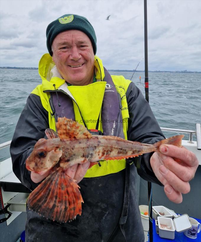 1 lb Streaked Gurnard by Unknown