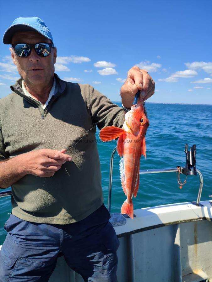 1 lb Red Gurnard by Peter