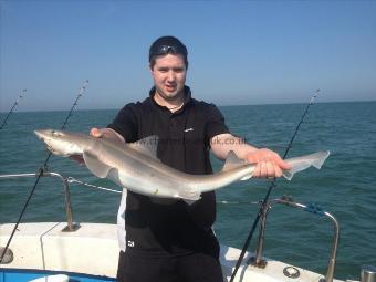 11 lb Starry Smooth-hound by Unknown