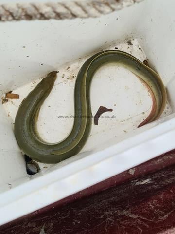 1 lb 4 oz European Eel by Jason Parrott