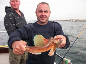 1 lb Tub Gurnard by Unknown