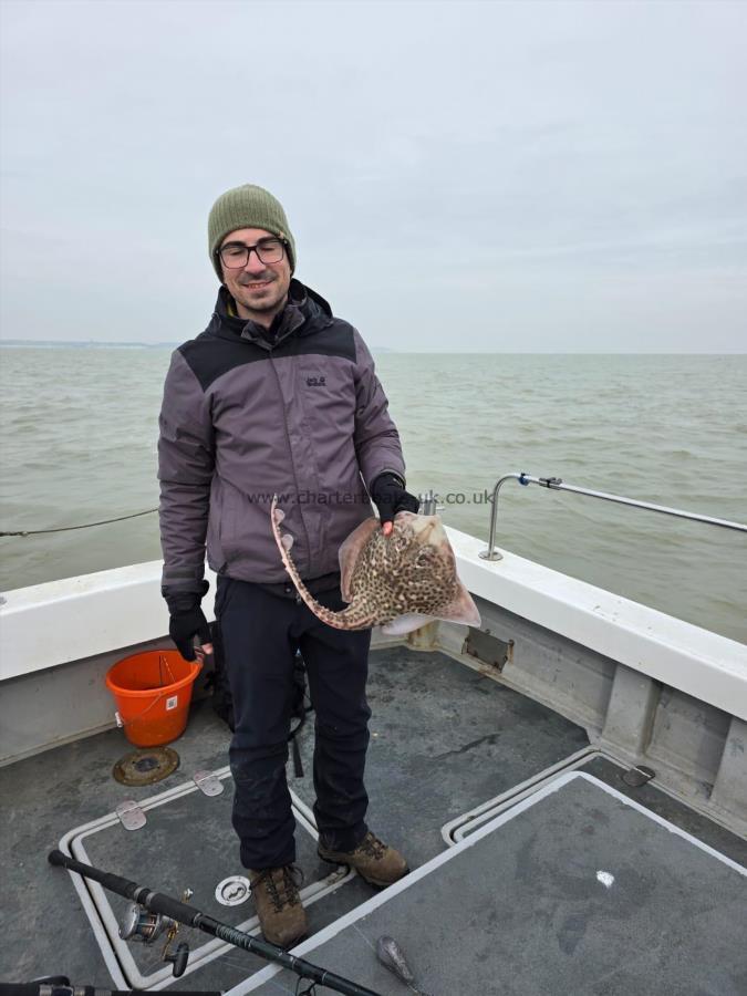 3 lb Thornback Ray by Unknown