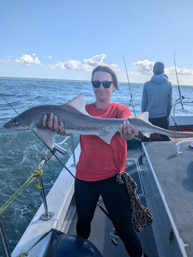 8 lb Starry Smooth-hound by Beth