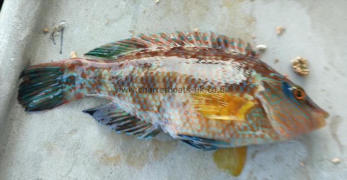 5 oz Corkwing Wrasse by Unknown