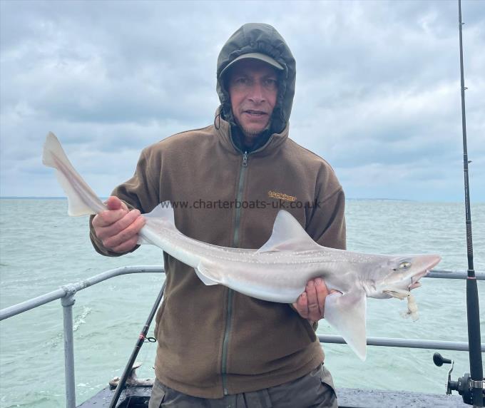 5 lb Smooth-hound (Common) by Unknown