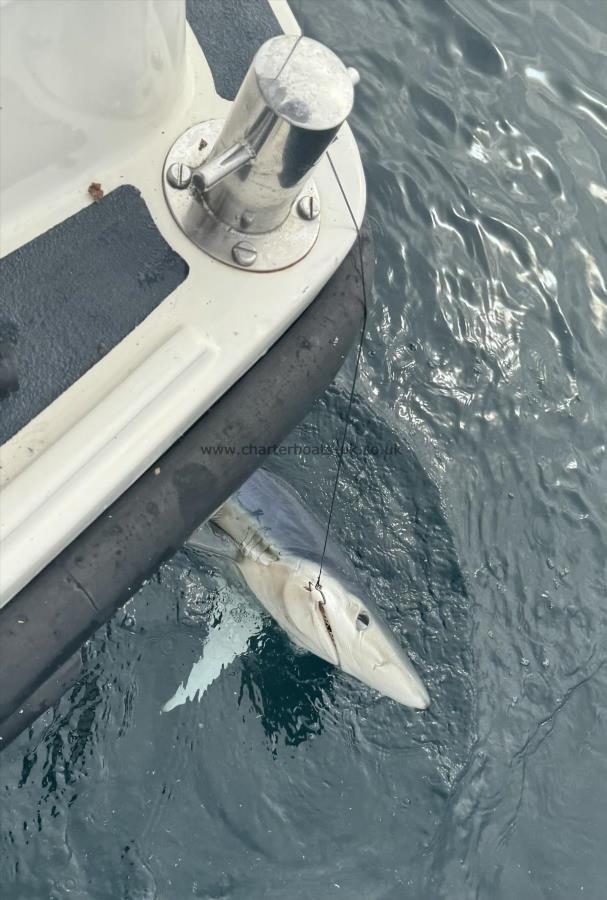 80 lb Blue Shark by Unknown